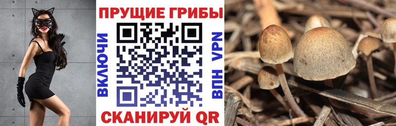 Галлюциногенные грибы прущие грибы  Купить где  Подольск 